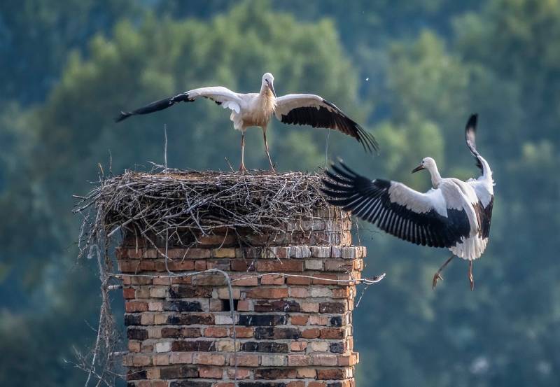 Expert Chimney Animal Removal in Hamtramck, MI Professional Chimney Animal Removal Services in Hamtramck, Michigan