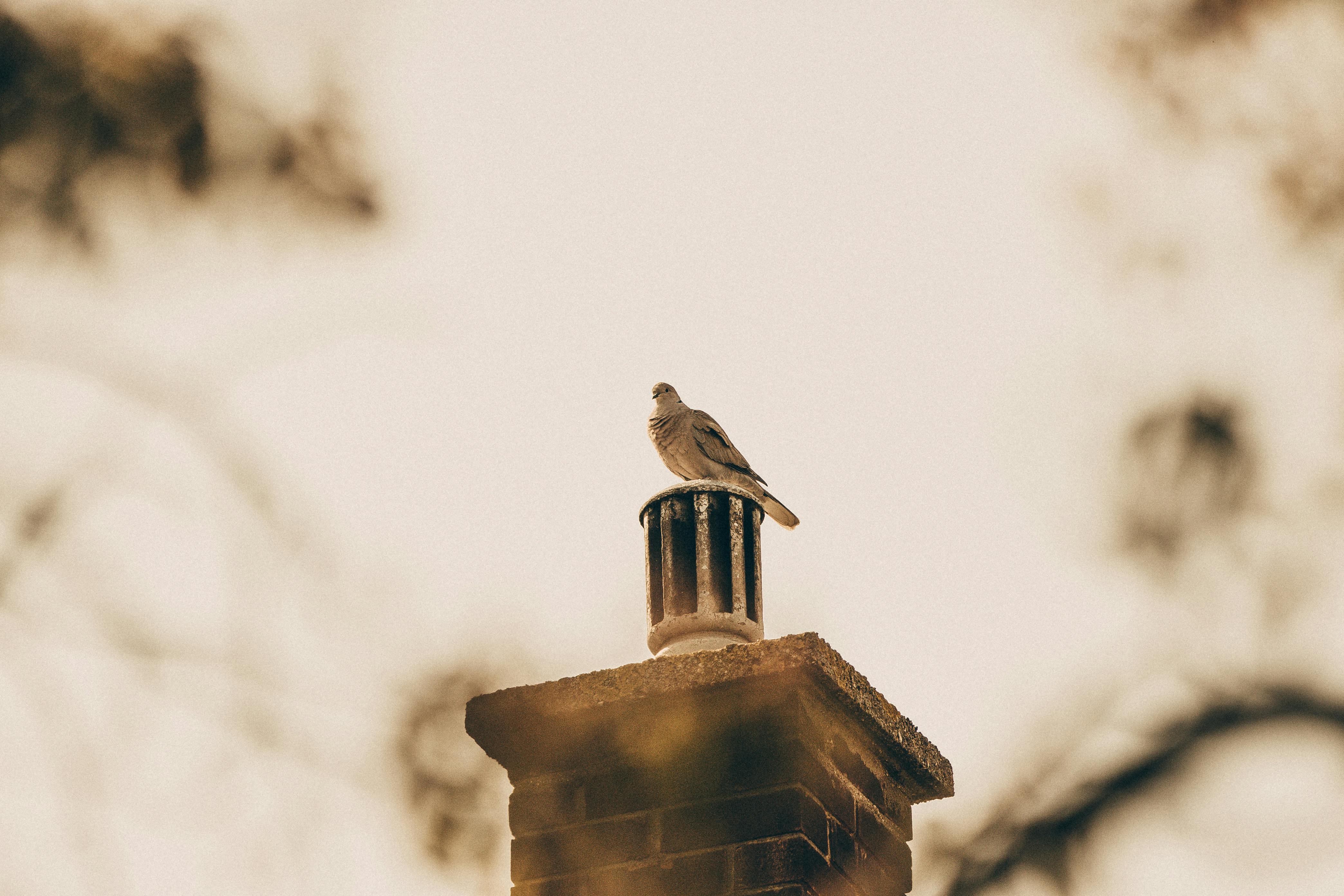 Quality Chimney Caps and Dampers Installation in Hamtramck, MI Professional Chimney Cap and Damper In Hamtramck Michigan